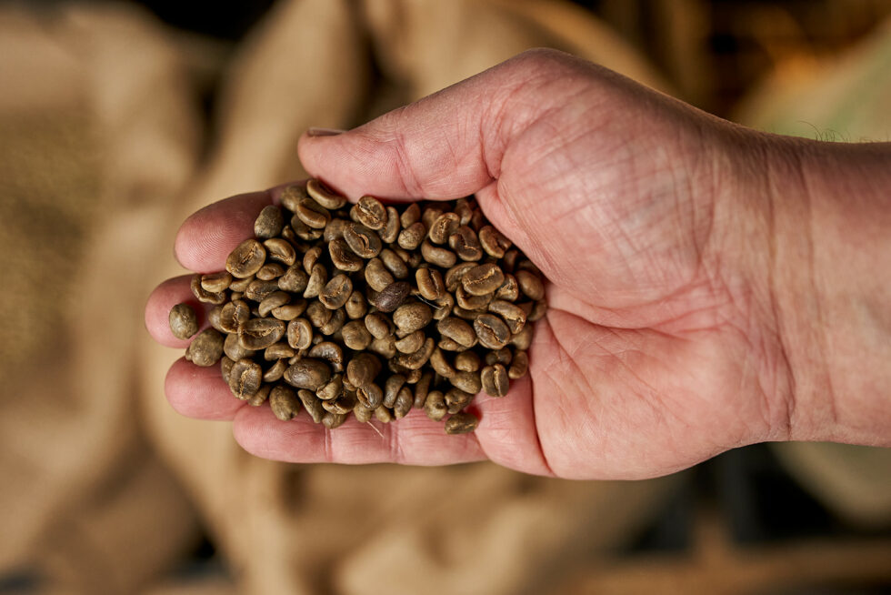 Hand hält ungeröstete, frische Kaffeebohnen